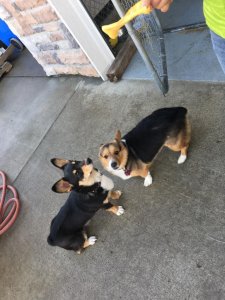 corgis.jpg