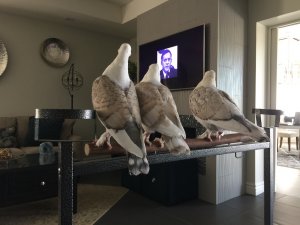 IMG_3634.jpeg