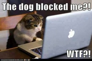 the dog blocked me.jpg