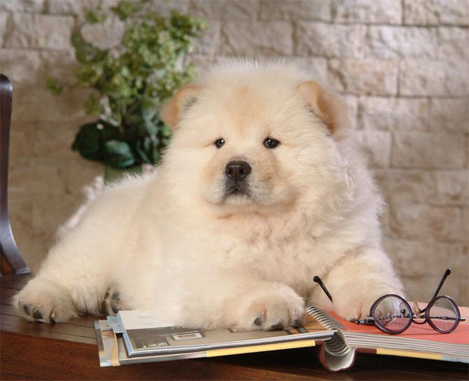cute-dog-pictures-dog-breeds-013.jpg